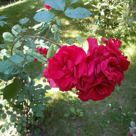 Bed and breakfast La Maison D'adam *