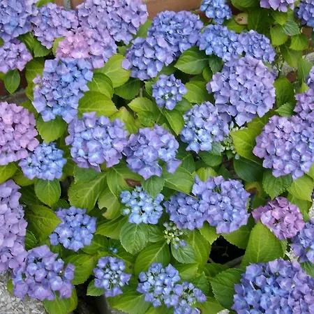 Bed and breakfast La Maison D'adam *