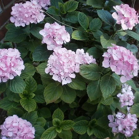 La Maison D'adam Frühstückspension *