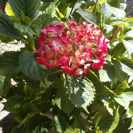 Frühstückspension La Maison D'adam