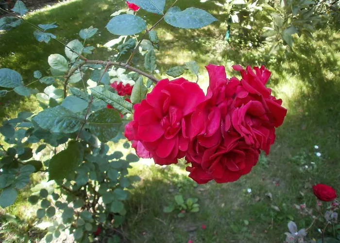 Bed & Breakfast La Maison D'adam *