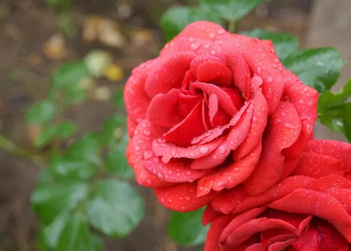 La Maison D'adam Lilla