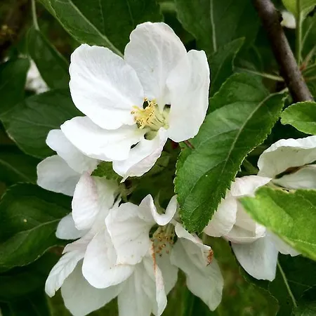 La Maison D'adam Bed and Breakfast Λιλ