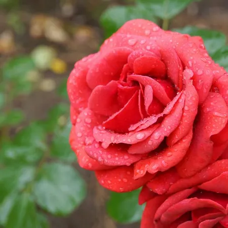 La Maison D'adam Λιλ