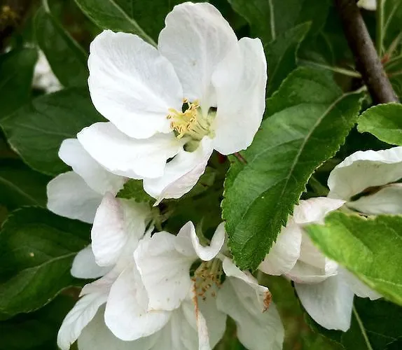 La Maison D'adam Couette-café Lille