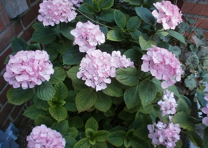 La Maison D'adam Couette-café *